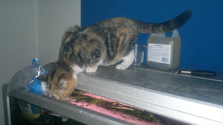 Huskat Gucci billede 13