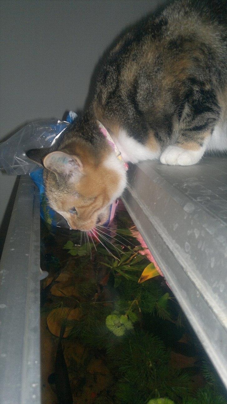 Huskat Gucci billede 14