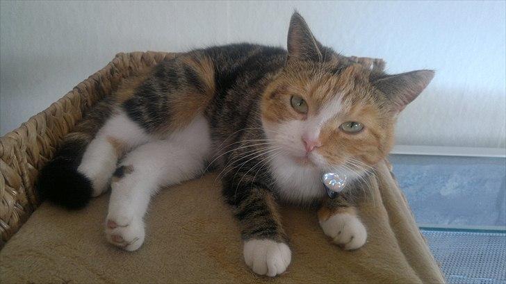 Huskat Gucci billede 15