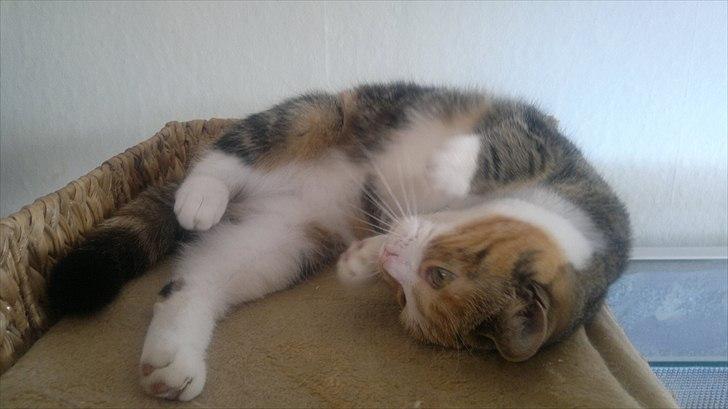 Huskat Gucci billede 1