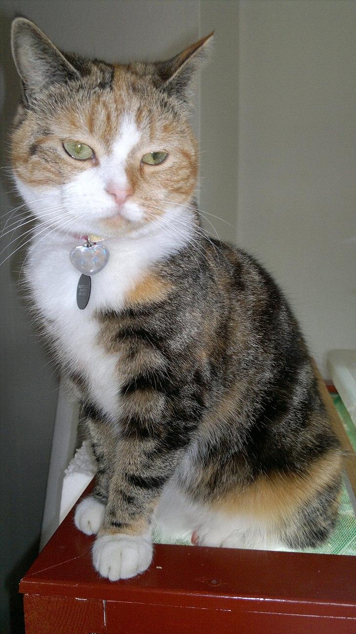 Huskat Gucci billede 16