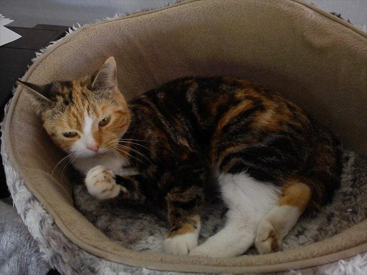 Huskat Gucci billede 17