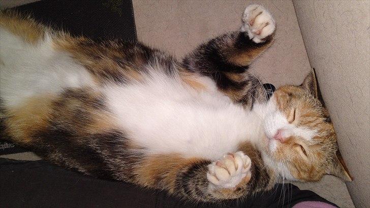 Huskat Gucci billede 18