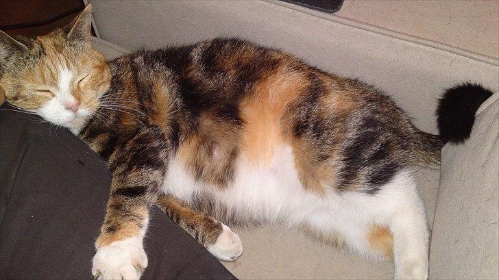 Huskat Gucci billede 19