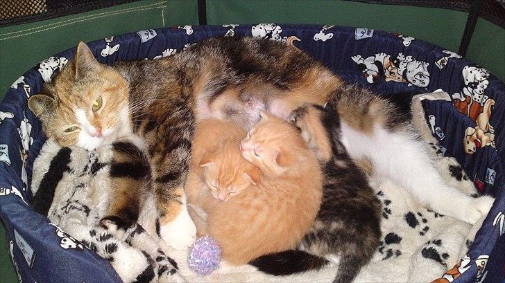 Huskat Gucci billede 20