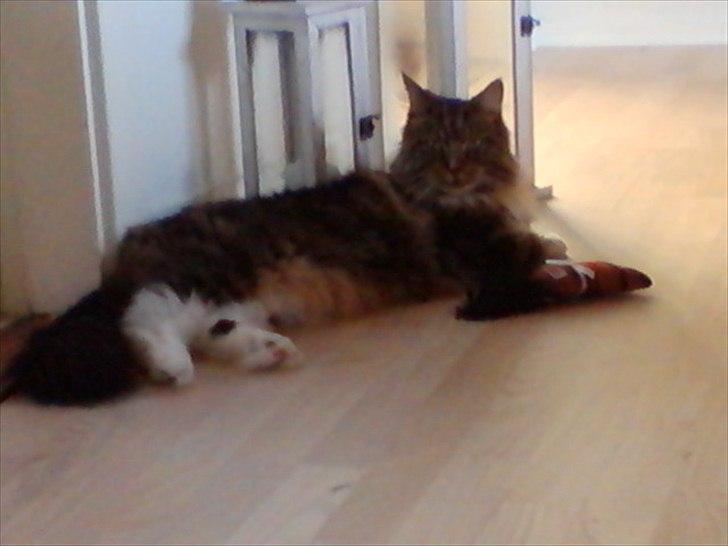 Maine Coon Mads billede 2
