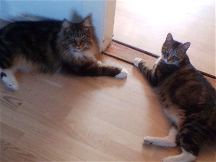 Maine Coon Mads billede 3