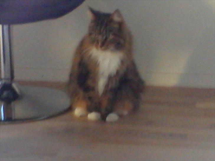 Maine Coon Mads billede 4