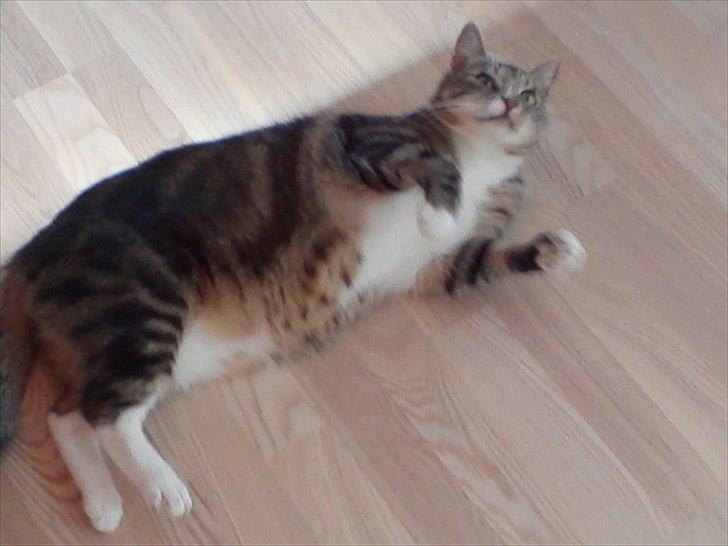 Huskat Monty billede 2