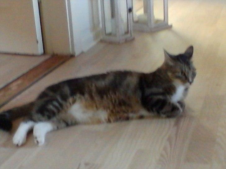 Huskat Monty billede 4