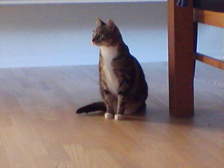 Huskat Monty billede 5