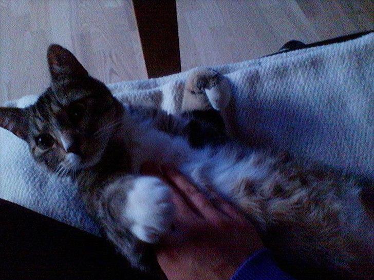 Huskat Monty billede 6