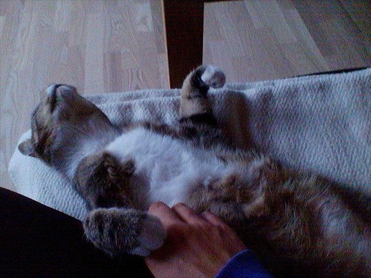 Huskat Monty billede 7