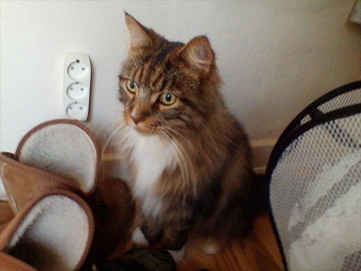Maine Coon Mads billede 5