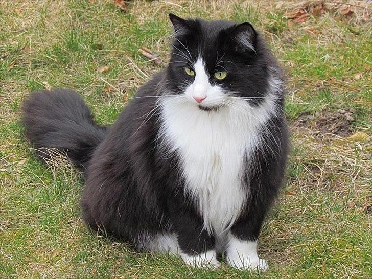 Norsk Skovkat Thomas billede 1