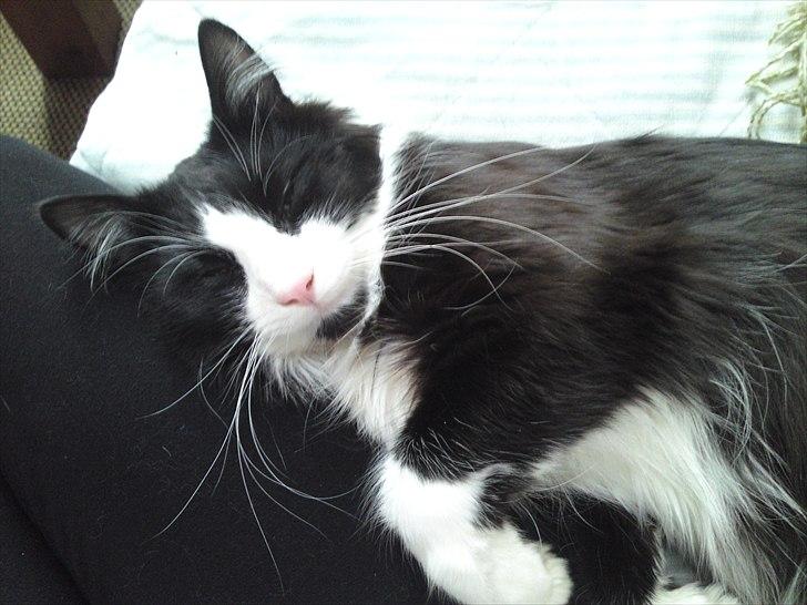 Norsk Skovkat Thomas billede 2