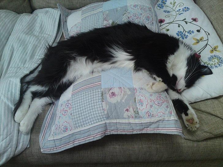 Norsk Skovkat Thomas billede 3