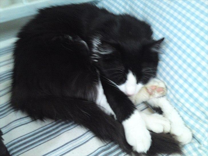 Norsk Skovkat Thomas billede 4