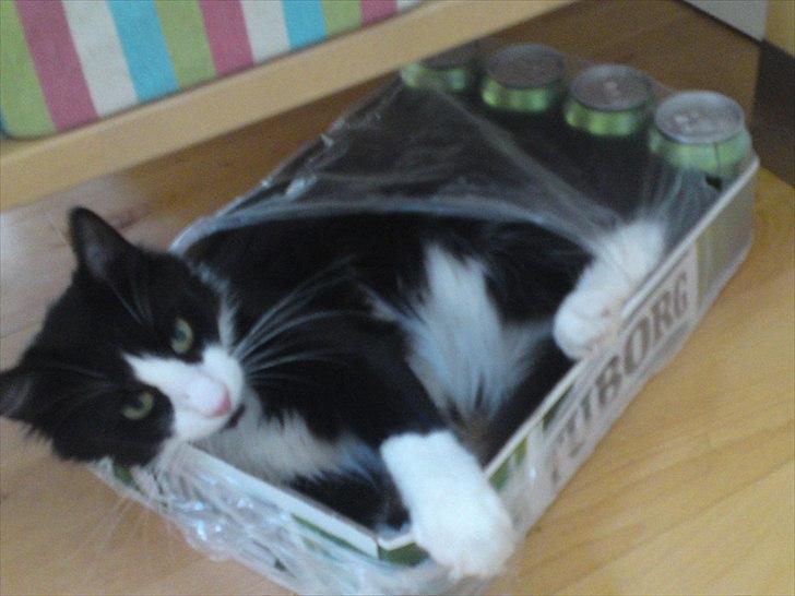 Norsk Skovkat Thomas billede 5