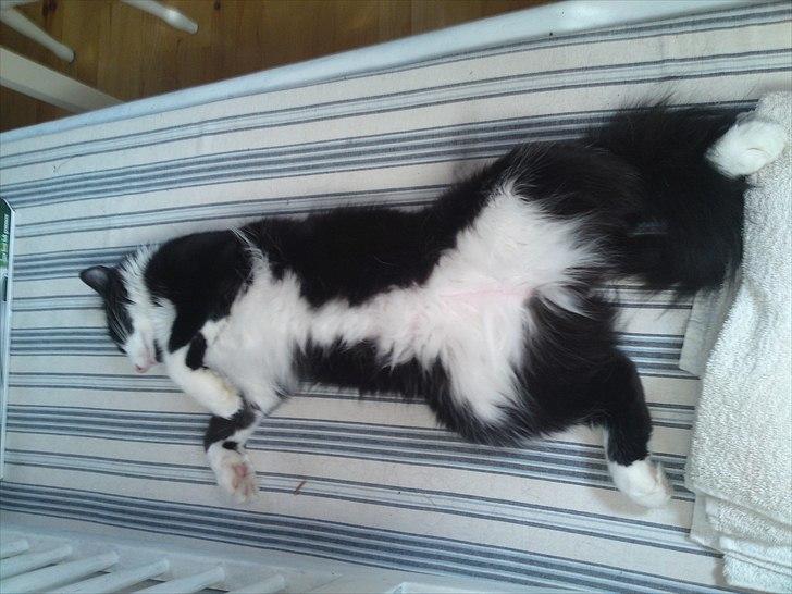 Norsk Skovkat Thomas billede 6