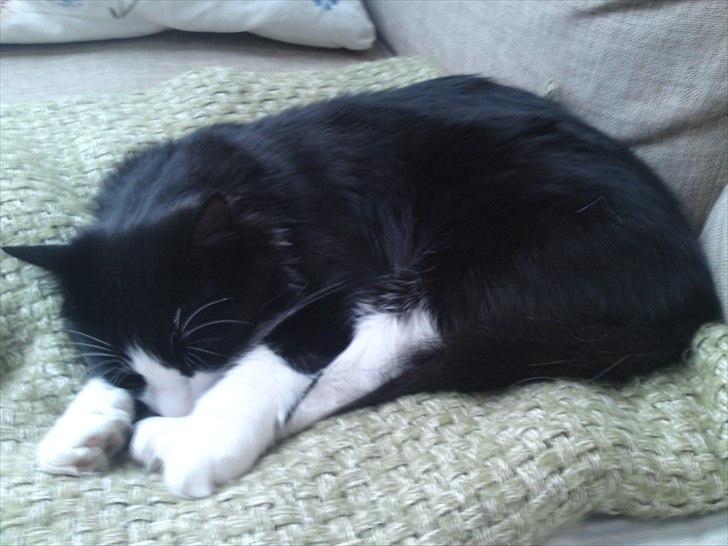 Norsk Skovkat Thomas billede 7