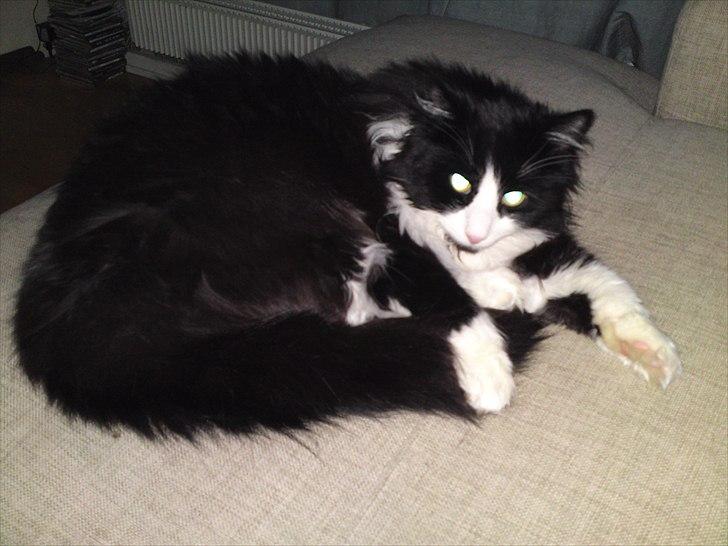 Norsk Skovkat Thomas billede 8