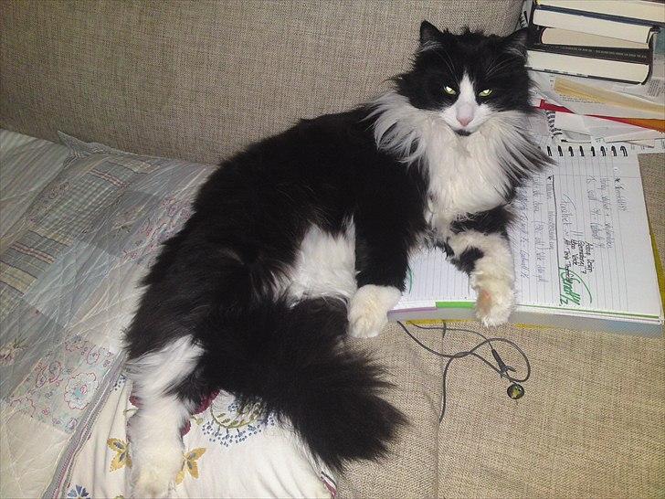 Norsk Skovkat Thomas billede 9