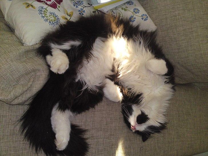 Norsk Skovkat Thomas billede 10