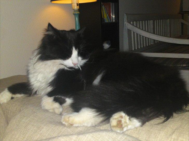 Norsk Skovkat Thomas billede 11