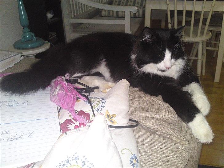 Norsk Skovkat Thomas billede 12