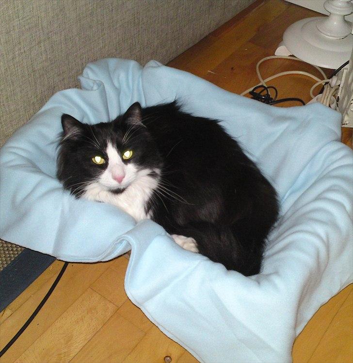 Norsk Skovkat Thomas billede 13