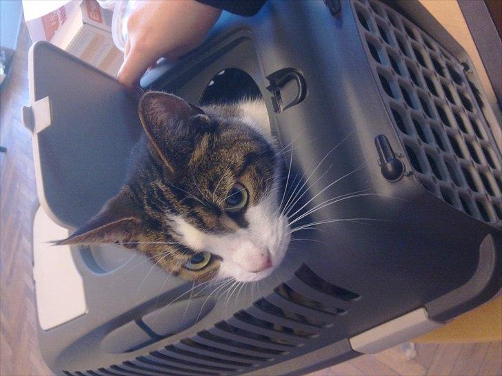 Blanding af racer Kashmir *R.I.P min engel* <3 - Til dyrlægen inden han sku aflives <3 elsker dig forevigt min engel :)  billede 3