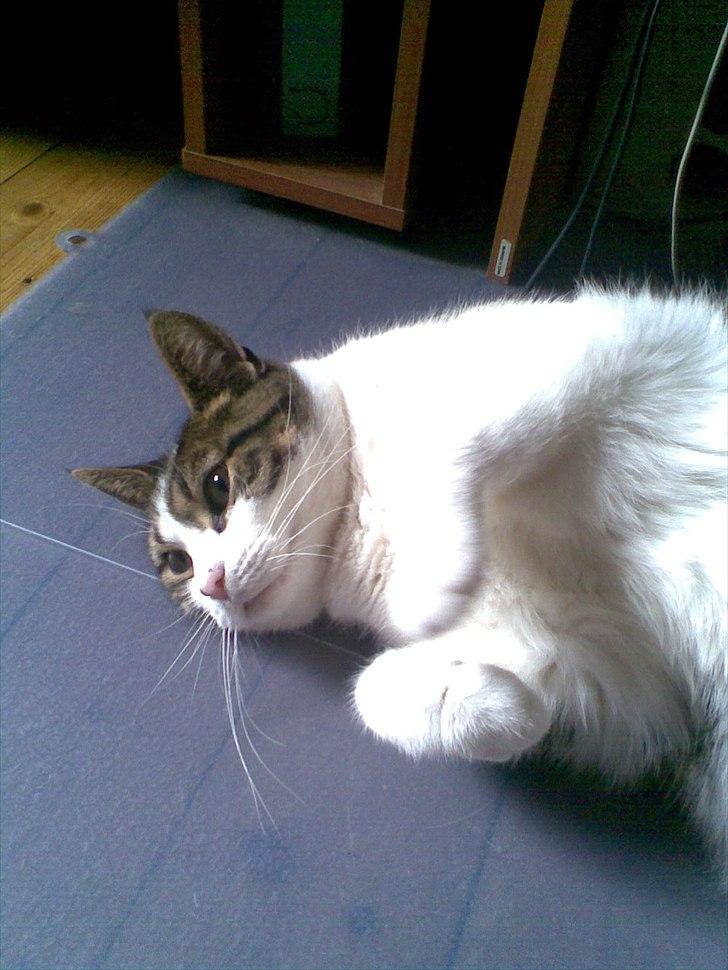 Blanding af racer Kashmir *R.I.P min engel* <3 billede 6