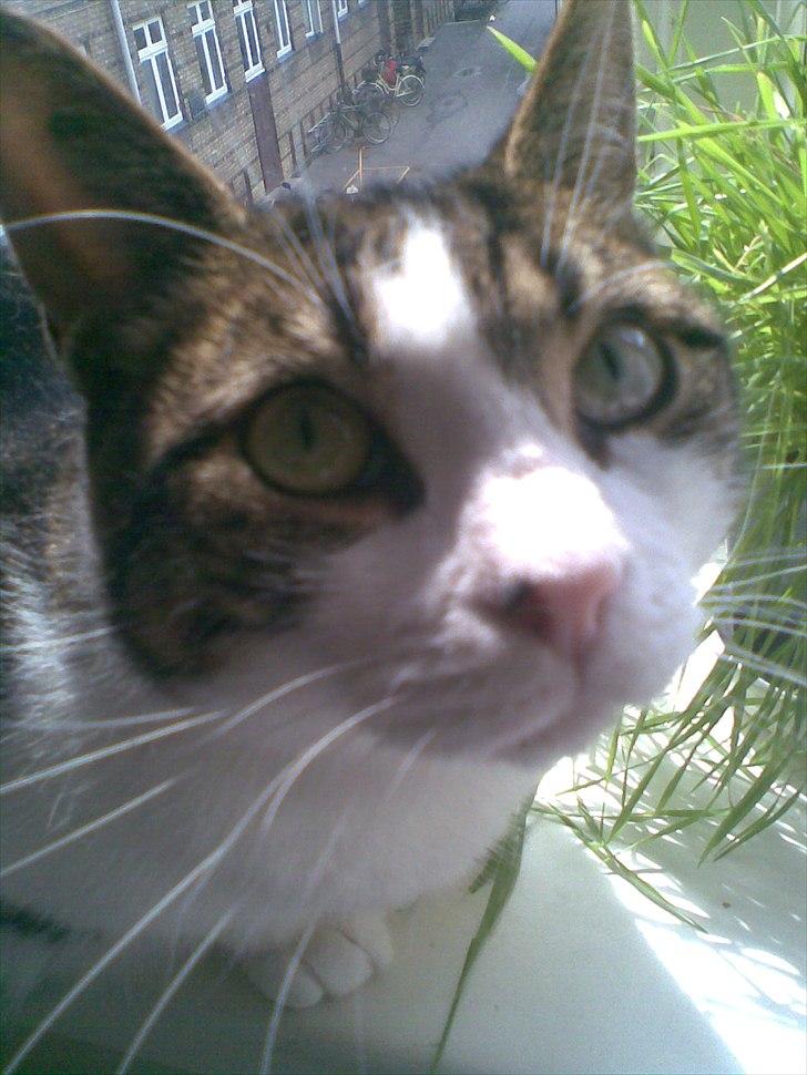 Blanding af racer Kashmir *R.I.P min engel* <3 billede 2