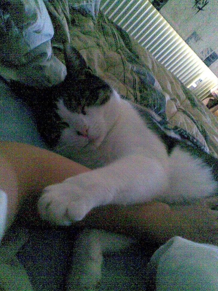 Blanding af racer Kashmir *R.I.P min engel* <3 billede 5