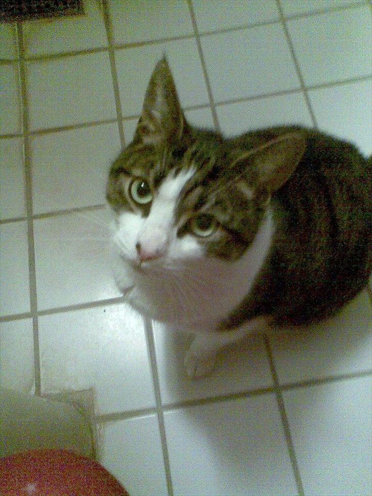 Blanding af racer Kashmir *R.I.P min engel* <3 billede 4