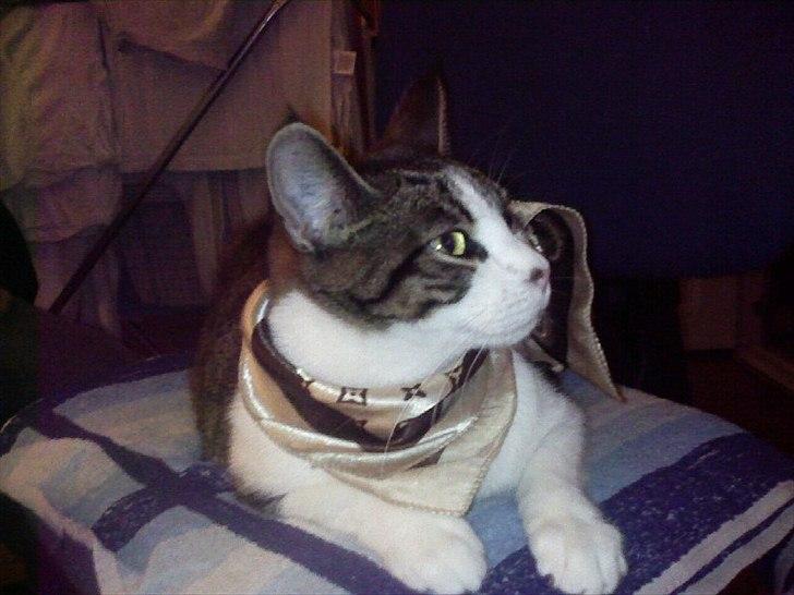 Blanding af racer Kashmir *R.I.P min engel* <3 billede 7