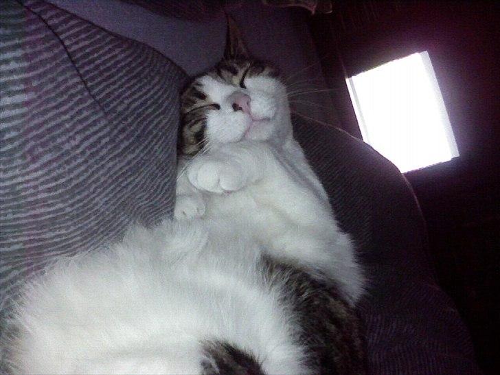 Blanding af racer Kashmir *R.I.P min engel* <3 billede 8