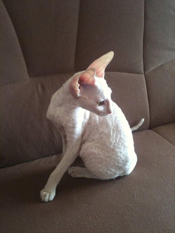 Cornish Rex DK Felis Schwencke Eowyn *Baby Boogie* - *Dette billede er lånt fra avler* billede 19