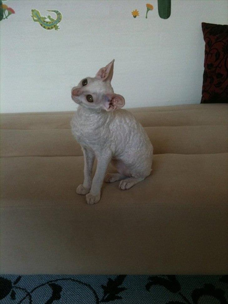 Cornish Rex DK Felis Schwencke Eowyn *Baby Boogie* - Sikke fin hun er :)
*Dette billede er lånt fra avler* billede 20