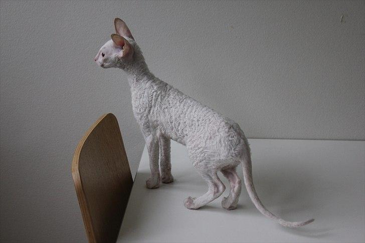 Cornish Rex DK Felis Schwencke Eowyn *Baby Boogie* - Lige et af de to billeder jeg selv tog af hende her da hun lige var kommet, der skal nok komme flere, men hun skal liiige falde til :) billede 15