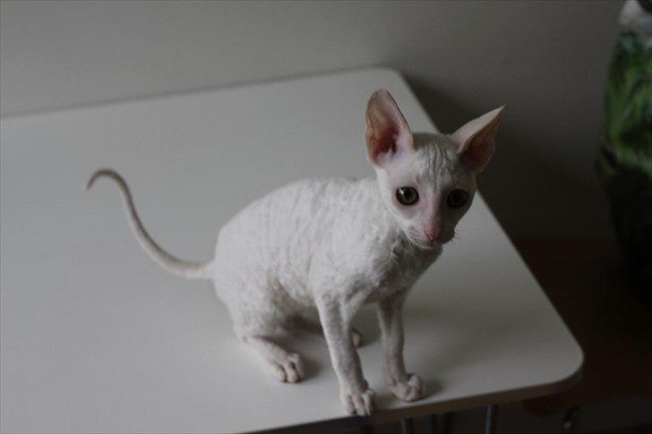 Cornish Rex DK Felis Schwencke Eowyn *Baby Boogie* - Det andet billede jeg selv tog af hende her da hun lige var kommet, der skal nok komme flere, men hun skal liiige falde til :) billede 14