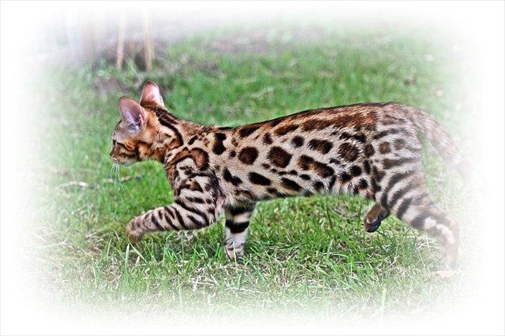 Bengal Echo Estella  billede 1