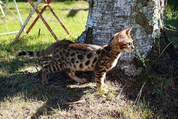 Bengal Echo Estella  billede 2