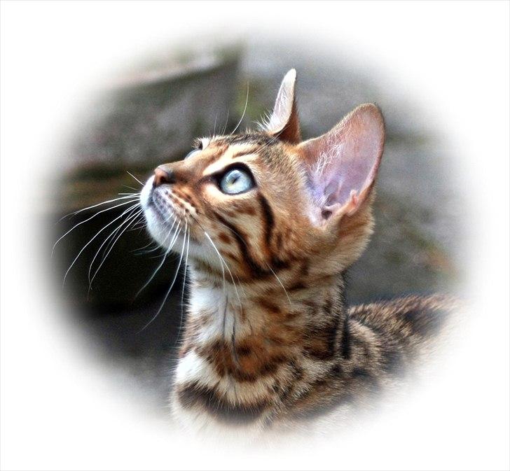 Bengal Echo Estella  billede 3