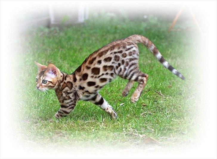 Bengal Echo Estella  billede 4