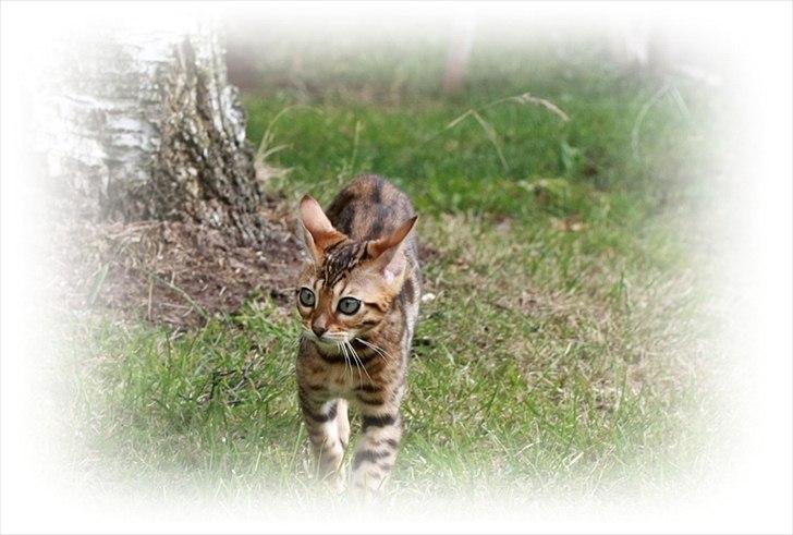 Bengal Echo Estella  billede 5