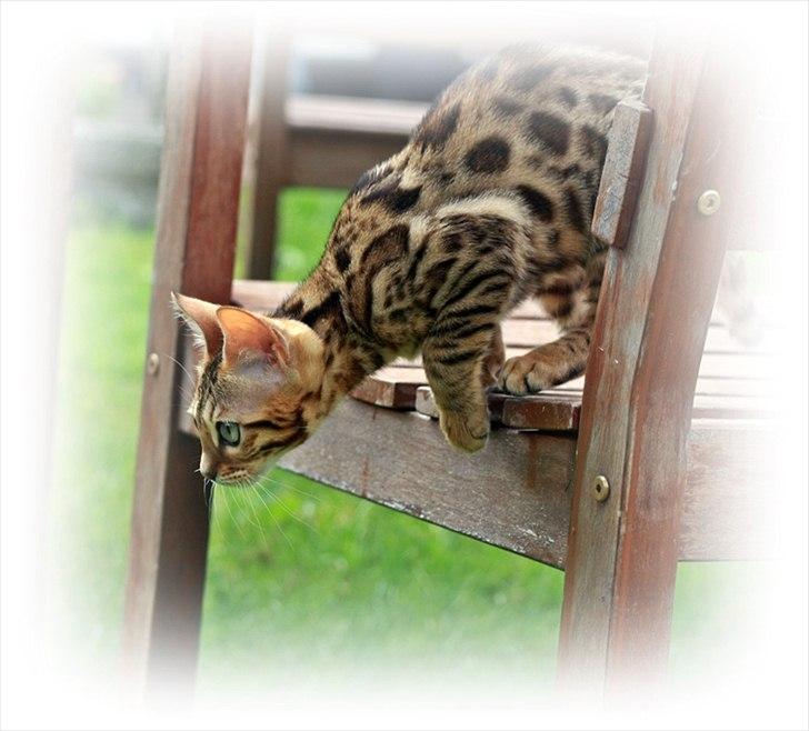 Bengal Echo Estella  billede 6