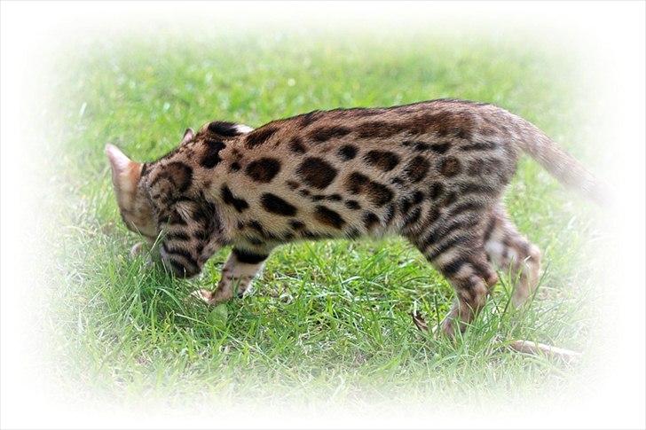Bengal Echo Estella  billede 7