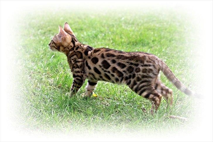 Bengal Echo Estella  billede 8